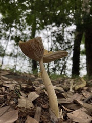 Amanita subjunquillea