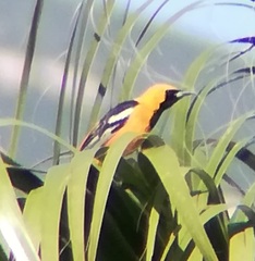 Icterus cucullatus nelsoni