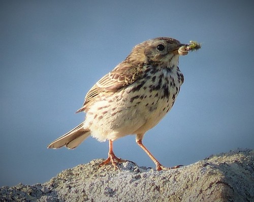 Meadow Pipit, photo 8 of 9