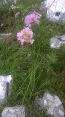 Armeria canescens