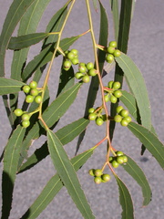 Eucalyptus argophloia