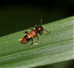 Priocera castanea