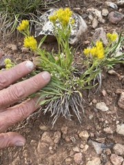 Petradoria pumila