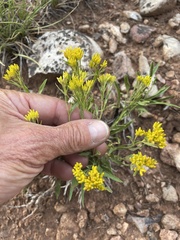 Petradoria pumila