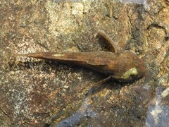 Cottus gobio