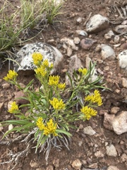 Petradoria pumila