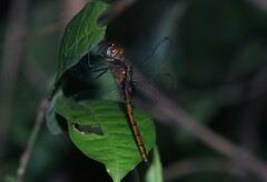 Elasmothemis cannacrioides