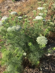 Visnaga daucoides