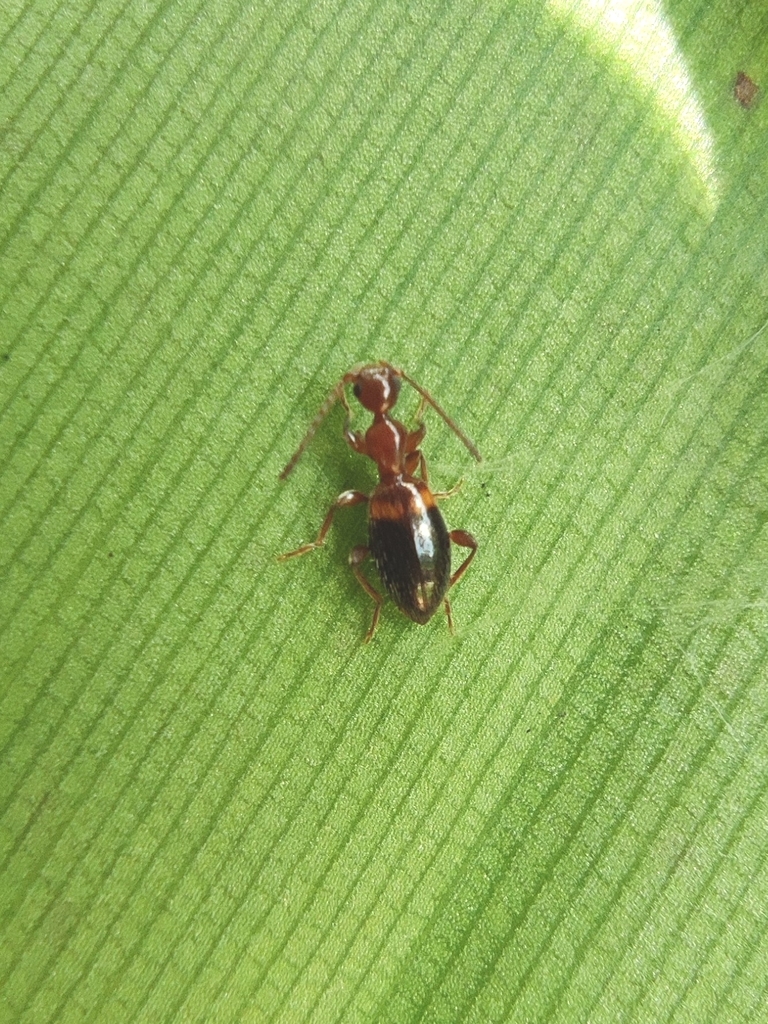 Anthelephila bramina from Hangzhou, CNZJ, CN on July 2, 2022 at 1200