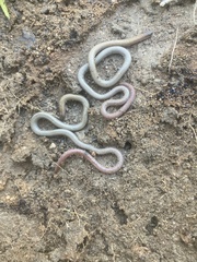 Aprasia parapulchella