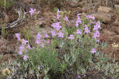 Penstemon gairdneri