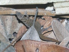 Sphaerodactylus dunni