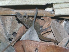 Sphaerodactylus dunni
