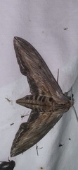 Sphinx franckii