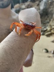 Gecarcinus quadratus