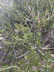 Cercocarpus ledifolius