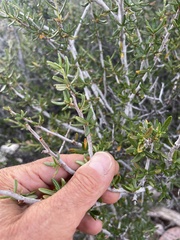 Cercocarpus ledifolius
