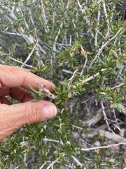 Cercocarpus ledifolius