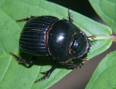 Dichotomius colonicus