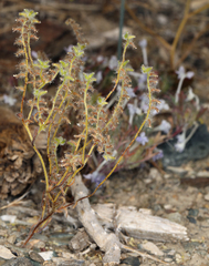Cryptantha recurvata