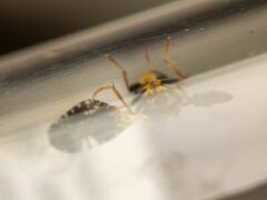 Jamesomyia geminata
