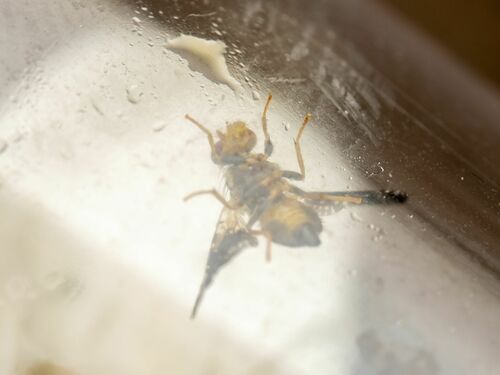 Jamesomyia geminata