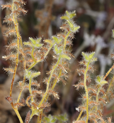 Cryptantha recurvata