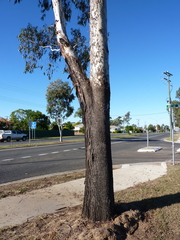 Eucalyptus cambageana