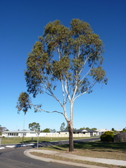 Eucalyptus cambageana