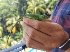 Ctenosaura pectinata