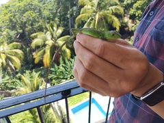 Ctenosaura pectinata