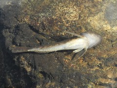 Cottus gobio