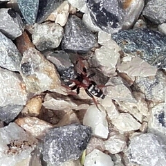 Poecilochroa variana