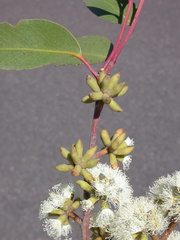 Eucalyptus oblonga