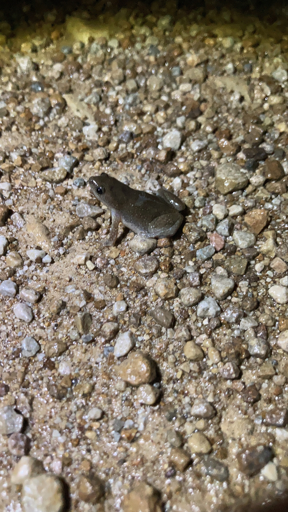 Western Narrow mouthed Toad From Manhattan On July 01 2022 At 11 08 PM Western Narrow mouthed Toad From Manhattan On July 01 2022 At 11 08 PM