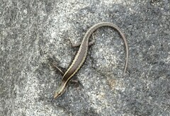 Cryptoblepharus virgatus