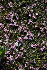 Kalmia procumbens