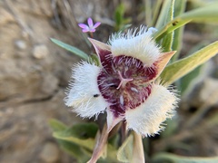 Calochortus elegans nanus