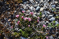Kalmia procumbens