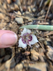 Calochortus elegans nanus