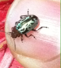 Zygogramma piceicollis