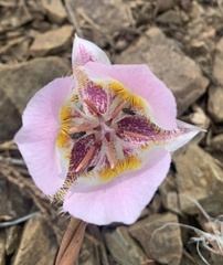Calochortus persistens