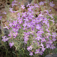 Penstemon gairdneri