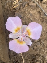 Calochortus persistens
