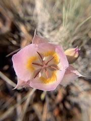 Calochortus persistens