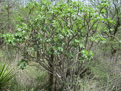 Cnidoscolus tehuacanensis