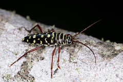 Placosternus difficilis