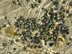 Nassarius pauperatus