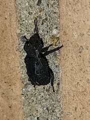 Bolitotherus cornutus