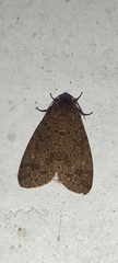 Olepa ricini